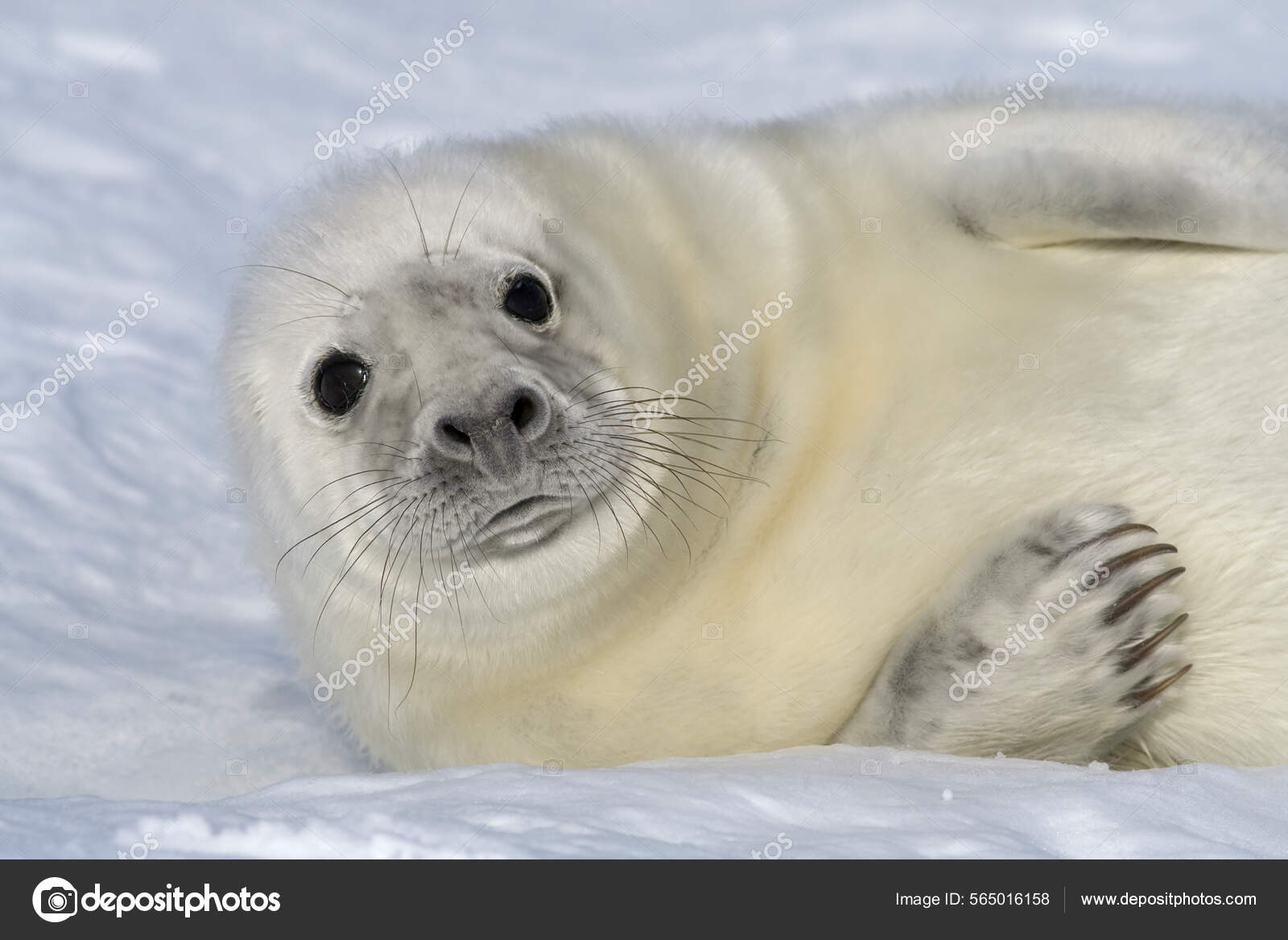 小灰海豹在海滩上休息，看着相机. ——图库图片© maskalanam@gmail.com #565016158, image size:1600x1167