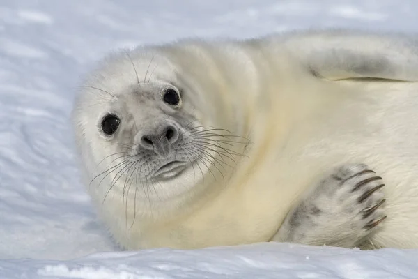 Baby Grey Seal si rilassa sulla spiaggia e guarda nella fotocamera. — Foto Stock