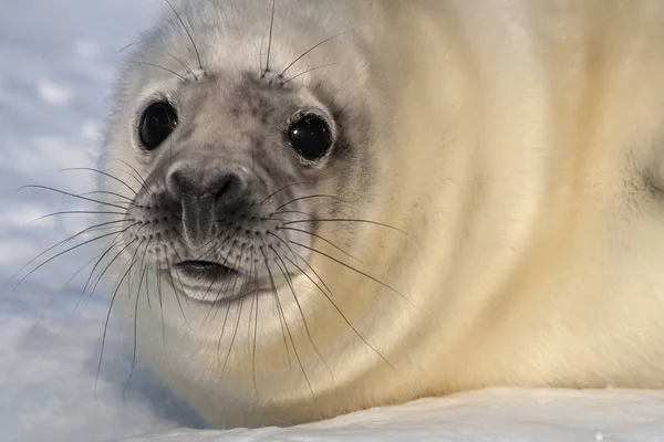 Baby Grey Seal отдыхает на пляже и смотрит в камеру. — стоковое фото