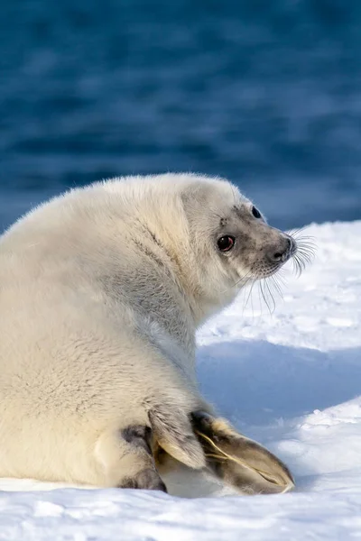 White seal baby. Turn and look at the camera. White snow in the background. — Stock Photo, Image