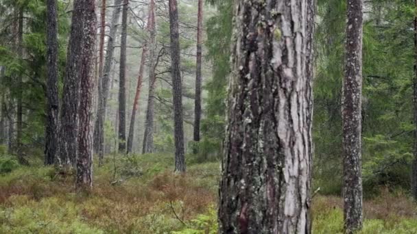 Kouzelný hluboký mlhavý jarní les. Park. Krásná scéna Mlhavý starý les. — Stock video