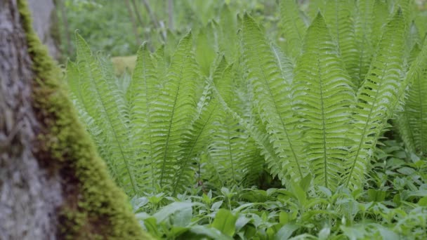 Close up of young wild fern in spring, Fresh green, in the old forest in Europe — Vídeos de Stock