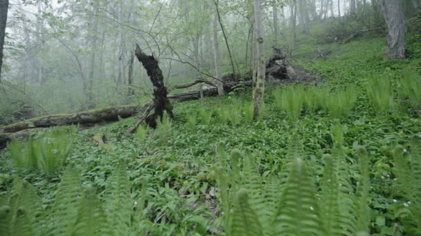 Mañana de primavera en el bosque brumoso de Europa con helechos, Ramson, ajo salvaje — Vídeo de stock