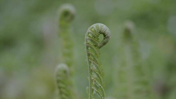 유럽의 오래 된 숲 속의 신선 한 녹색의 봄에 야생 양치식물을 가까이 서 본 모습 — 비디오