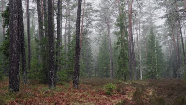 Kouzelný hluboký mlhavý jarní les. Park. Krásná scéna Mlhavý starý les. — Stock video