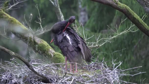 İki Kara leylek, ilkbaharda yuvalanan Ciconia zencisi. Tüyleri ayırır ve temizler. — Stok video