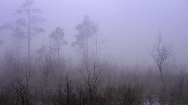 Very foggy bush landscape. Graphic landscape in spring. — Vídeo de stock