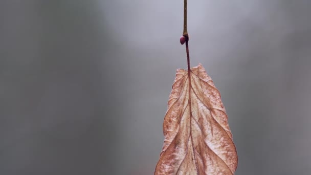 Samotny suchy liść kołysze się na wietrze na gałęzi drzewa w jesiennym lesie. — Wideo stockowe
