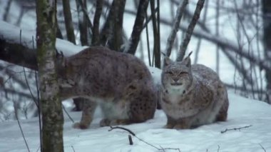 Karla kaplı iki Avrasyalı vaşak kış ormanında oturur ve pençelerini yalar..