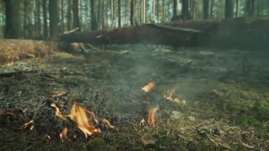 Avrupa 'da yanan can sıkıntısı, çam ormanı.