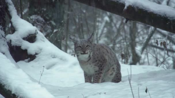 The Eurasian lynx, in the winter forest, licks the furry. — Video Stock