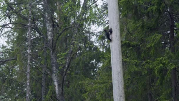 Czarny dzięcioł karmi swoje młode wśród dużych, starych drzew.. — Wideo stockowe
