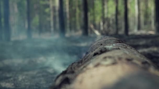 Горящий бореальный, сосновый лес в Европе. — стоковое видео