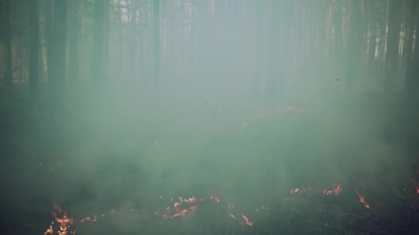 Égő boreális, fenyőerdő Európában. — Stock videók
