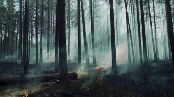 Burning boreal, pine forest in Europe. — Stock Video