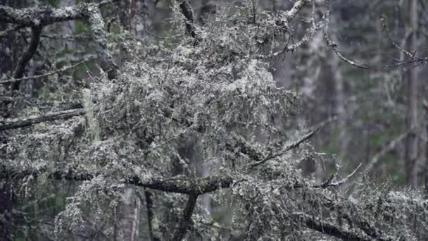 Lichamen op de takken van het bos. Grijze mos groeit hoog op een boomtak. — Stockvideo