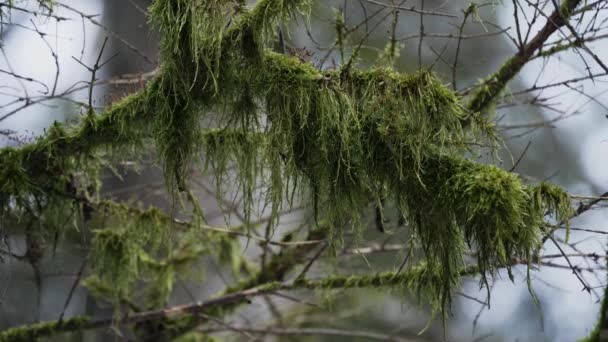 Mousse sur les branches de la forêt. La mousse verte pousse haut sur une branche d'arbre. — Video