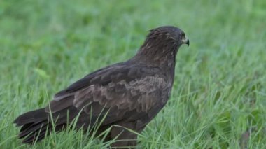 Küçük benekli kartal Aquila Pomarina baharda yakınlarda yerde avlanıyor.