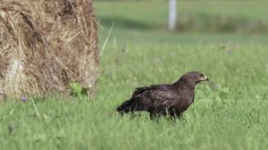 Lesser spotted eagle Aquila pomarina in spring is eating on the ground.