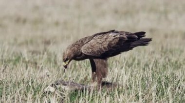 Baharda daha az görülen bir kartal yerde. Ölü hayvan yiyin. Kuş sallayan kanatlar