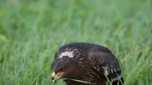 一只较小斑点鹰在地面上的特写。吃死了的动物. — 图库视频影像