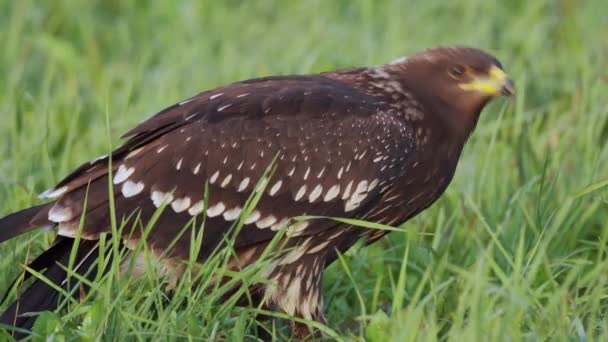 Close-up of a juvenile lesser spotted eagle in the ground. Who eats dead animal. — Stock videók