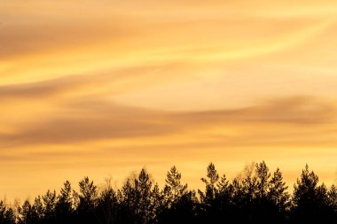 Ağaçlı turuncu günbatımı gökyüzü.