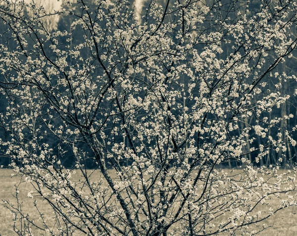 Flowering cherry tree. Black and white sepia photography. — Fotografia de Stock