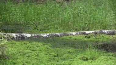 A Red Fox, Vulpes vulpes crosses a log in green moss.