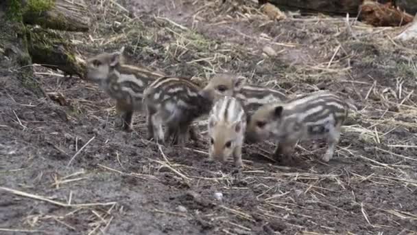 Cinco lechones jabalíes están comiendo y jugando. — Vídeos de Stock