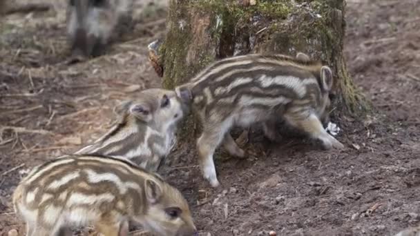Four wild boar piglets are eating, fighting and playing. — Stockvideo