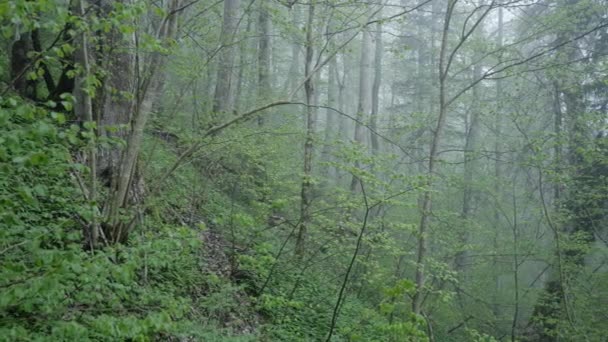 Jarní ráno v mlhavém starém lese v Evropě s kapradinami, Ramsonem, divokým česnekem — Stock video