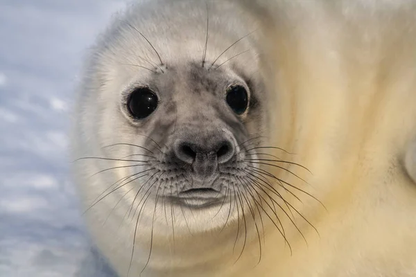 Baby Grey Seal si rilassa sulla spiaggia e guarda nella fotocamera. — Foto Stock