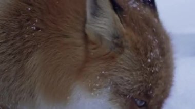 Kışın kızıl tilki portresi.