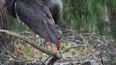 İki kara leylek, siyanür zencisi, baharda yuva yapar. Yakın plan.