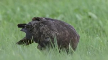 Küçük benekli kartal Aquila Pomarina baharda yakınlarda yerde yemek yiyor..