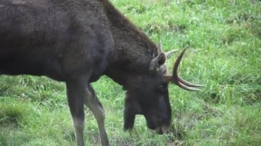 Boynuzlu kızıl geyik, çim kazıyor..
