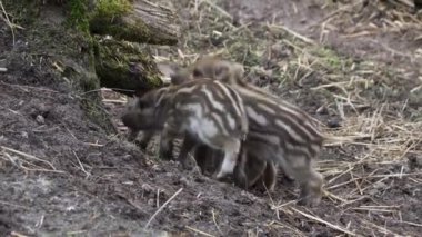 Beş yaban domuzu yiyor ve oynuyor..