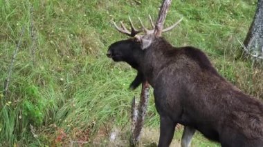 Kızıl bir geyik, Cervus elaphus, ağaca boynuz takan boğa..