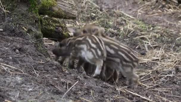 Five wild boar piglets are eating and playing. — Stock Video