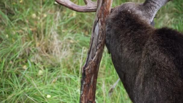 A red deer, Cervus elaphus, bull rubbing antlers on tree. — Video Stock