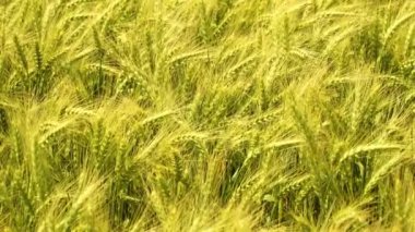 Bir yaz gününde çavdar kulakları, çavdar tarlası yakın. 