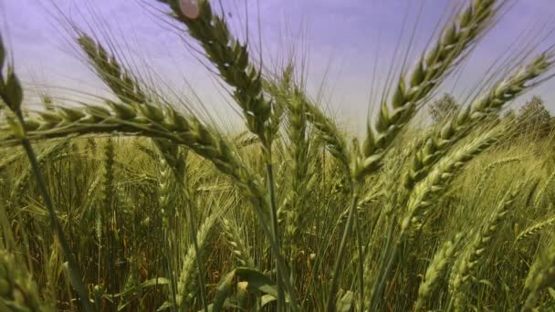 Κλείσιμο των αυτιών της σίκαλης, χωράφι με σίκαλη σε μια καλοκαιρινή μέρα. — Αρχείο Βίντεο