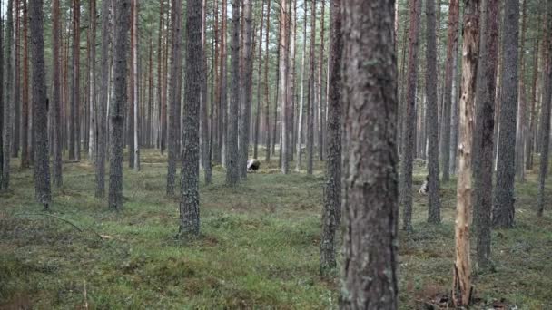 Солдати готують траншею в сосновому лісі. Підготовка до нападу . — стокове відео