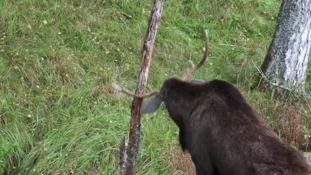 Un Alce, Alces alces, corna di toro sfregamento su albero. — Video Stock