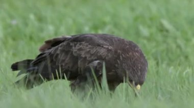Küçük benekli kartal Aquila Pomarina baharda yakınlarda yerde avlanıyor.