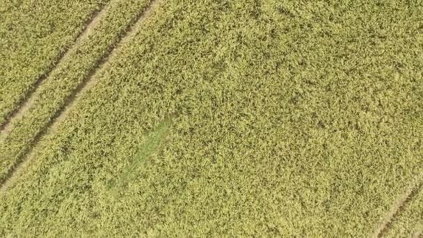 Полет дрона, сверху вниз, сбит над ржаным полем летом.. — стоковое видео