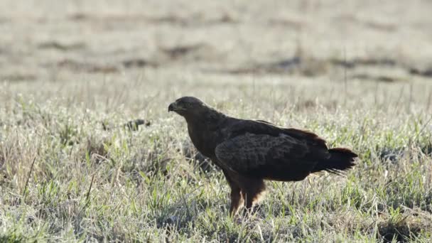 Águila manchada menor. En la primavera sentada en el suelo, mirando hacia arriba. Vuela lejos. — Vídeo de stock