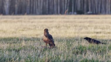 Daha az benekli bir kartal yerde oturur ve bir kuzgunla çatışır.