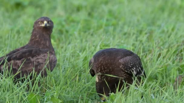 Deux aigles tachetés en été s'assoient par terre et mangent. — Video